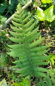 Image result for Ctenitis