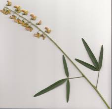 Image result for Crotalaria lanceolata