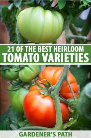 Vfnt, late blight popular in the u.k. 21 Of The Best Heirloom Tomato Varieties Gardener S Path