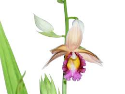 Image result for Phaius