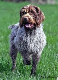 Wirehaired pointing griffon and wirehaired pointing griffons: Wirehaired Pointing Griffon Wikipedia