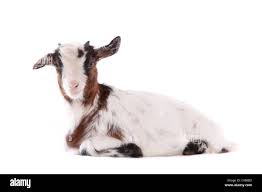 Cabras domesticas Imágenes recortadas de stock - Alamy