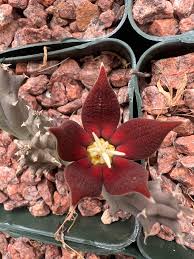 Image result for Piaranthus atrosanguineus