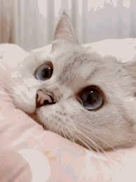  Pin Oleh Melissa Di ëë¬¼ Anak Kucing Menggemaskan Kucing Bayi Bayi Kucing