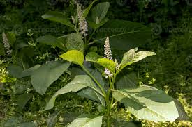 Image result for Phytolacca