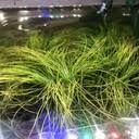 Image result for Platostoma dilungense