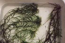 Image result for Lagarosiphon major