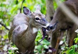 With the abundance of hay, they didn't even attempt to those deer like the tender tips of new growth on the shrubbery and trees they live among. Deer Habits And Damage Stop The Deer Damage