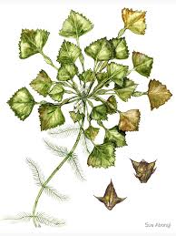 Image result for Trapa natans