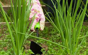 There are multiple products labeled to kill pests in your vegetable garden. Garden Pest Control Tips San Diego Seed Company