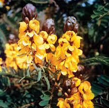 Image result for Senna floribunda