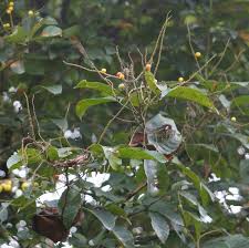 Image result for Allophylus africanus