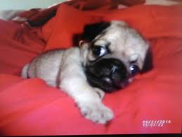 Male Pug Puppy For Sale For Sale In Jacksonville Florida Classified Americanlisted Com