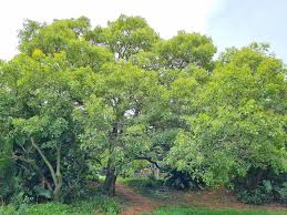 Image result for Pterocarpus rotundifolius