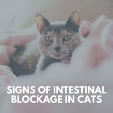 The symptoms of intestinal cancer in cats are very similar to other gastrointestinal issues. Signs Of Intestinal Blockage In Cats Pethelpful