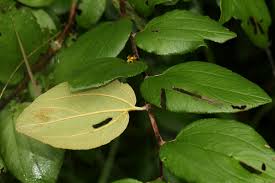 Image result for Ziziphus abyssinica
