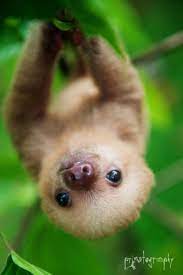 Posts About Sloths On Kids Saving The Rainforest Cute Small Animals Baby Sloth Baby Animals Pictures
