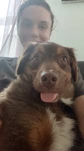 Red Roan Stallion Canelo has his first Mare, Tiffany.