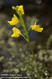 Image result for Utricularia arenaria