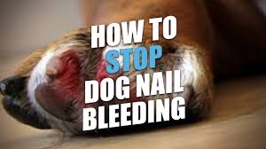 how to stop dog nail bleeding and what