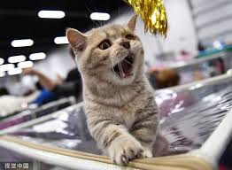 00:06 agility 02:03 veterans 03:13 household pets. Cat Show In Russia Brings Feline Fun Chinadaily Com Cn
