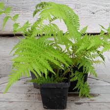 Image result for Cyathea thomsonii