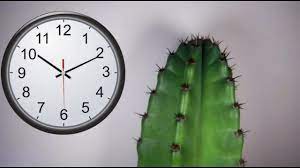 De ahí extrae, nitrógeno, calcio, hierro el nitrógeno acelera el proceso de crecimiento de las plantas, pero afecta a sus tejidos de forma que quedan algo menos elásticos y quizá más blandos. Crecimiento De Un Cactus En Camara Rapida Growth Of A Cactus In Quick Camera Youtube