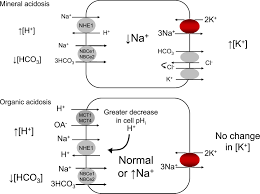 Physiology And Pathophysiology Of Potassium Homeostasis Core Curriculum 2019 American Journal Of Kidney Diseases