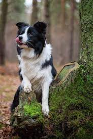 Pin By Summie Shaffer On Todo Mi Ipho Collie Puppies Border Collie Puppies Dogs