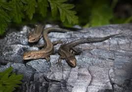 Tiere Archive Junior Ranger