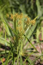 Image result for Cyperus esculentus