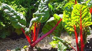The best time to plant swiss chard seeds is 2 to 3 weeks before the last spring frost date. The Swiss Chard Harvesting History