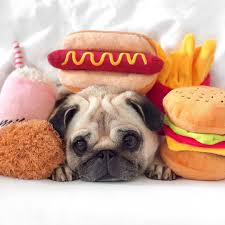 Peluches Fast Food Pour Chien Pains A Hot Dog Cadeaux Pour Chien Poulet Frais