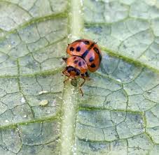 Biological pest prevention utilises natural and organic methods to control pest populations and infestations. Spotted Ladybirds Bugs For Bugs