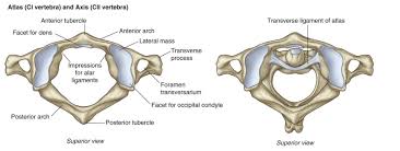 We did not find results for: Atlas And Axis Differential Diagnosis Of