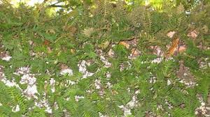 Image result for Grammitis