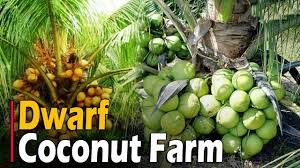 In malaysia, which relies on palm oil for billions of dollars in foreign exchange earnings and hundreds of thousands of jobs, the palm oil council said it worked with coconut oil producers in the region through the asean. Dwarf Coconut Tree Hybrid Coconut Varieties Dwarf Coconut Farming Youtube