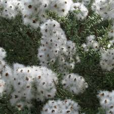 Image result for Eriocephalus