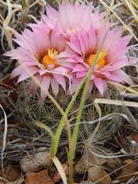A cactus (plural cacti, cactuses, or less commonly, cactus) is a member of the plant family cactaceae, a family comprising about 127 genera with some 1750 known species of the order. Photo U S National Park Service