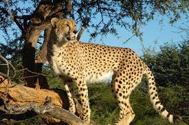 Acinonyx Jubatus Cheetah