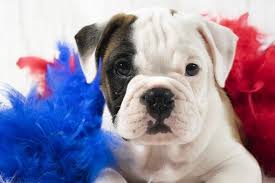 Maybe you would like to learn more about one of these? Buy A Puppy Puppies For Sale In Rochester Ny Pet Store Allie S Pet Corner
