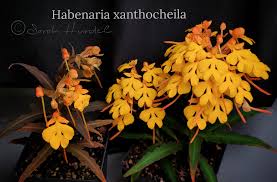 Image result for Habenaria malacophylla