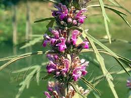 Image result for Leonurus japonicus