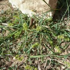 Image result for Cenchrus incertus