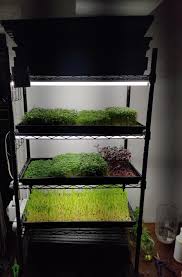 Less spoilage keeps costs down. Found A Small Footprint Shelf Perfect For 10 X 20 Trays Microgreens
