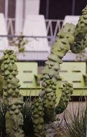 In most cases it should be fairly obvious that the cactus has been over watered. Pachycereus Schottii Monstrosus Totem Pole Cactus Care Guide Succulent Plant Care