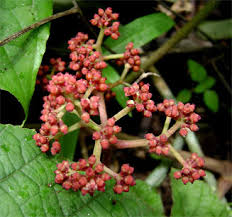 Image result for Ampelocissus