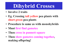 The same way as a regular cross, just with more boxes. Dihybrid Crosses Involve 2 Traits Eg Crossing Tall