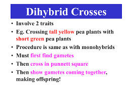 Mendel invented the dihybrid cross to determine if different traits of pea plants, such as flower color and seed shape, were inherited independently. Dihybrid Crosses Involve 2 Traits Eg Crossing Tall
