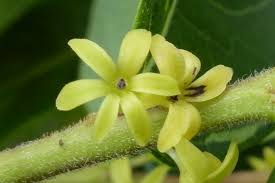 Image result for Phyllanthus polyanthus